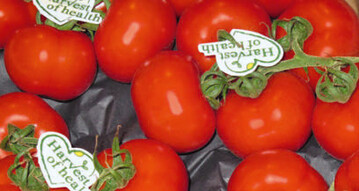Der Aufkleber sagt es: Tomaten werden fr die Gesundheit geerntet, das gilt auch fr die menschliche Lunge.