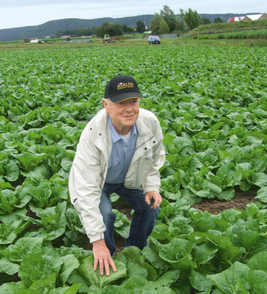 Hans Wolf: „2016 konnten wir den Chinakohl bis Anfang Februar einlagern. Möglich machte das ein kühler, trockener Herbst.“