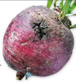 Bei einem Befall mit Gürtelschorf sind die Knollen des roten Rettichs aufgerissen, schorfig und häufig dunkel verfärbt.