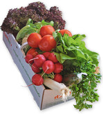 Die Gemüsebranche steht unter Druck, denn die Lage auf dem Pflanzenschutzmarkt ist in vielen Kulturen ernst.