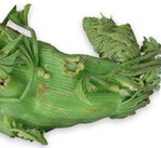 Verbänderung an der Triebspitze eines Kürbisses mit nach innen gedrehter Spitze und mit weiteren Auswirkungen, die in diesem Text erläutert werden.