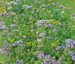 Syngenta erreichte mit dem Projekt Bienenweide/ Blühstreifen bereits 12.000 Betriebe in Deutschland.