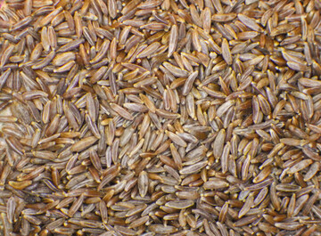 Die kleinen, lnglichen Samen sind etwa 1,2 bis 1,6 mm lang.