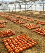 Beim Geschmack der betrachteten Kürbissorten nahmen die Tester nur leichte Unterschiede wahr.