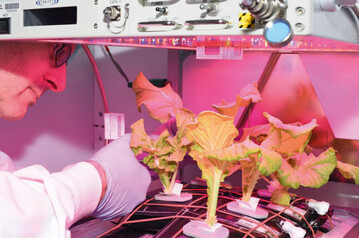 Die Veggie-Unit der NASA wird parallel auf der Internationalen Raumstation und in der Forschungseinrichtung am Kennedy Space Center in Florida betrieben. 
