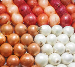 Der Zwiebelmarkt ist weltweit zu betrachten. In Deutschland steigt die Sortimentsvielfalt und Bio-Zwiebeln sind im Aufwind.