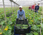 Ein indischer Mitarbeiter erntet Zucchini im Betrieb Di Marino in Terracina.