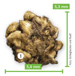 Typisches mehrsamiges Speise-Bete-Knäuel, hier mit 5 bis 6 mm Durchmesser.