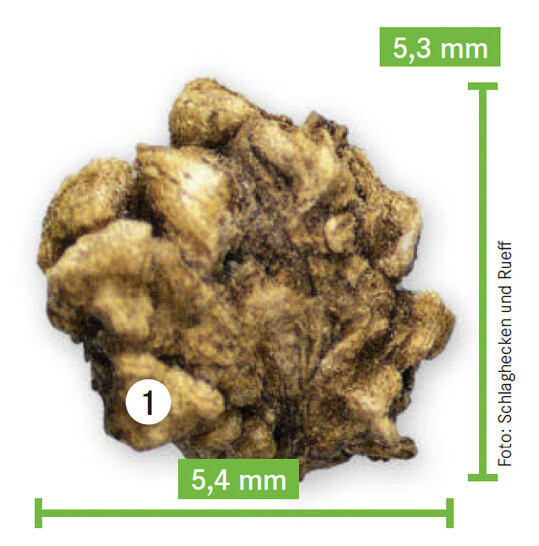 Typisches mehrsamiges Speise-Bete-Kn�uel, hier mit 5 bis 6 mm Durchmesser.