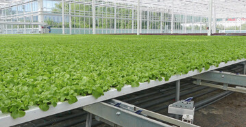 Seit Mai 2016 werden in dieser Gewchshausanlage auf 1,3 ha Netto- Produktionsflche rote und grne Eichblattsalate und Lollo-Typen als Trio-Salate produziert.