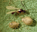 Parasitierte Blattläuse, eine mit Austrittsloch am Hinterleib.