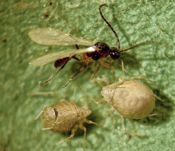 Parasitierte Blattluse, eine mit Austrittsloch am Hinterleib.
