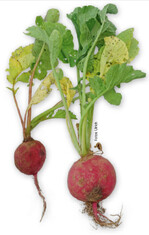 In Radies mit schwarzbraunen, schorfigen Stellen an den Knollen und gelben Blättern im unteren Bereich wurde der erreger der Wurzelbräune Thielaviopsis basicola braunen, nachgewiesen.