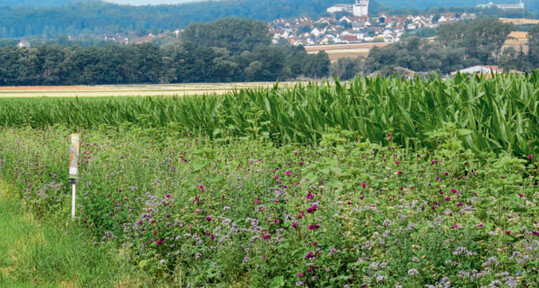 Durch Anlegen von Blhstreifen sind nach Dr. Jrgen Esser in kurzer Zeit Populationen bltenbesuchender Insekten zurckzugewinnen.