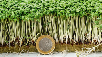 Gartenkresse in einem Karton-Schlchen.