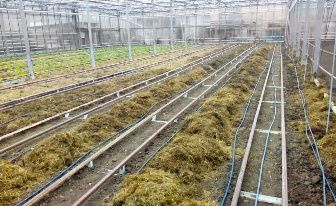 Die Silage wird vor der Pflanzung in den Gewächshäusern ausgebracht.