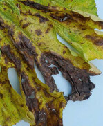 nekrotische braune Blattflecken mit gelbem Hof an einem an Xanthomonas cucurbitae erkrankten Zucchiniblatt.