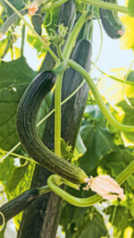 Erzeuger von Salatgurken aus geschütztem Anbau sind von der Bepreisung betroffen.