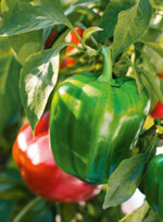 Mittels KI werden die Erntemengen von Paprika vorhergesagt.