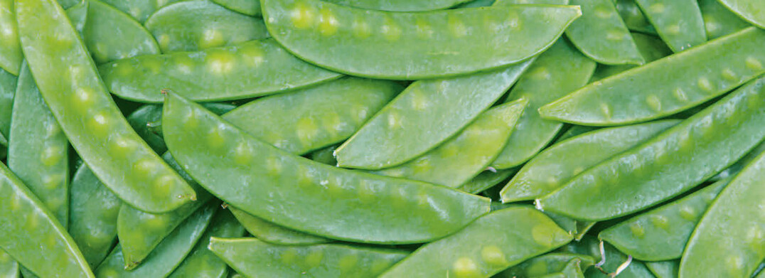 Erbsen  
