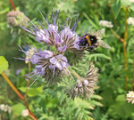 Es ist wieder so weit: Das BMEL sucht innovative Öko-Betriebe,deren Konzepte sich in der Praxis bewährt haben.