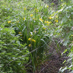 Periodisch wasserführendes Gewässer mit Sedimentablagerungen und Wasserpflanzen.