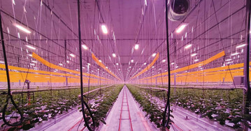 2017 installierte Ad Verhoeven in Prinsenbeek/NL als erster Gurkenanbauer weltweit eine Voll-LED-Beleuchtung. Er leistete damit Pionierarbeit.