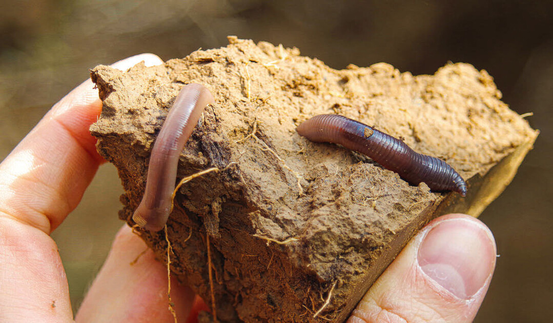 Viele Regenwürmer im Boden sind ein gutes Zeichen. Sie durchmischen den Boden, schaffen neuen Humus und stabilisieren den Wasserhaushalt. Regenwurmröhren fördern den Luftaustausch.