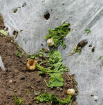 Viele Abwehrmaßnahmen gegen Vögel sind leider erfolglos. Auch Vliese oder Netze helfen meist nicht mehr.