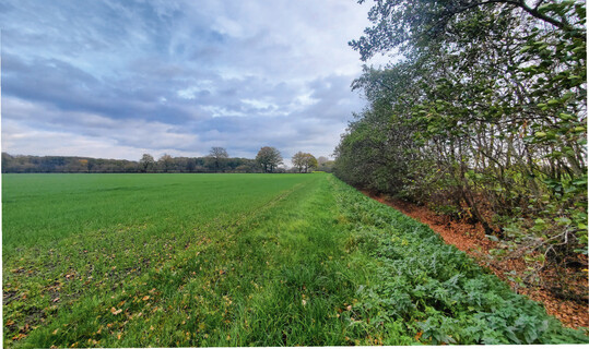 NT-Auflagen sind zu beachten, wenn eine landwirtschaftlich genutzte Fl�che an einen Geh�lzstreifen grenzt.