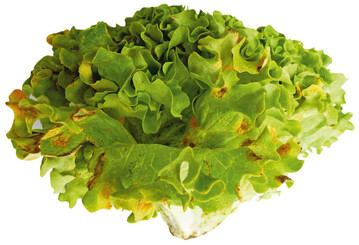 Rost (Puccinia opizii) an Kopfsalat.