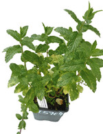 Diffuse hellgelbe bis weißliche Blattflecken sind die Symptome des Echten Mehltaues an Marokkanischer Minze.