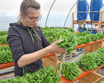 Salat-Ernte im hydroponischen Gewächshaussystem der HypoWave-Pilotanlage.