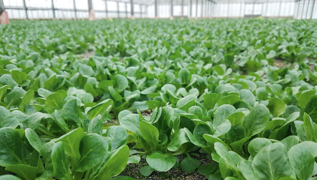 In ihrem Gemüsebaubetrieb auf der Insel Reichenau baut Stefanie Wehrle über die Wintermonate Feldsalat an.