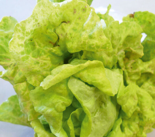 Helldunkelgrnes Mosaik, verdrehte Bltter sind Symptome des Salatmosaiks an Kopfsalat