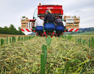 Mit Spezialtechnik werden Gemsepflanzen in Kombi-Mulch gepflanzt.