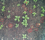 Das Laser Zentrum Hannover hat eine eigene Software zur Unkrauterkennung entwickelt.