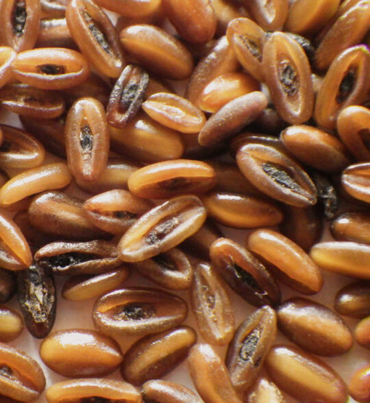 Typische Spitzwegerich Samenk�rner, circa 3 mm lang.