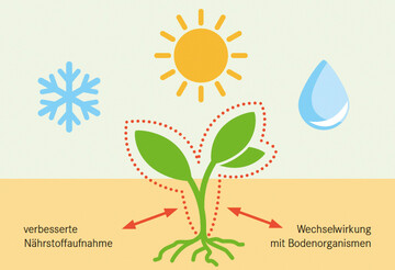 Im Mittelpunkt steht die Pflanze. Biostimulantien wirken dahingehend, dass sie die pflanzliche Entwicklung positiv beeinflussen.