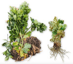 Die mit Stolbur-Phytoplasma infizierte Pflanze (rechts) ist gegenüber der gesunden Pflanze deutlich kleiner. Gelbliche bis weißliche Infektion. Weißliche Blätter sind typisch für eine