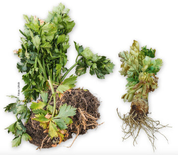 Die mit Stolbur-Phytoplasma infizierte Pflanze (rechts) ist gegenber der gesunden Pflanze deutlich kleiner. Gelbliche bis weiliche Infektion. Weiliche Bltter sind typisch fr eine