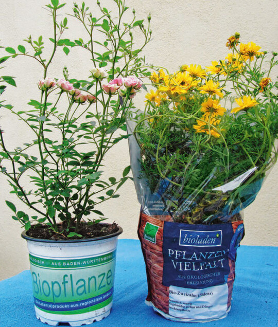 Neben Gemse bietet der Unternehmerauch Zierpflanzen an, beispielsweise die Goldmarie und die Rose Lily Rose