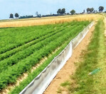 Barrierezaun zur Mäuseabwehr an einer Möhrenparzelle