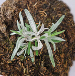 Myzel und Konidien des echten Mehltaues auf Rosmarin.