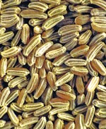 Die länglichen Samen der Echten Kamille sind etwa 1,0 bis 1,3 mm groß.