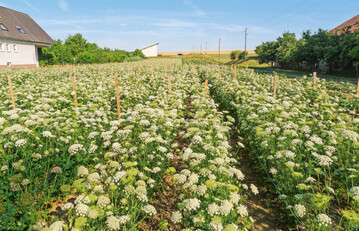 Auf dieser Fläche wird biologisches Möhrensaatgut vermehrt.