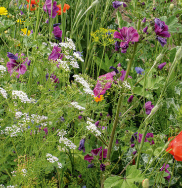 Blühstreifen erhöhen die Biodiversität und sind Lebensraum für Nützlinge.
