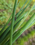 Eine weibliche Lauchminierfliege beim Eierlegen an einer Schnittlauchröhre.