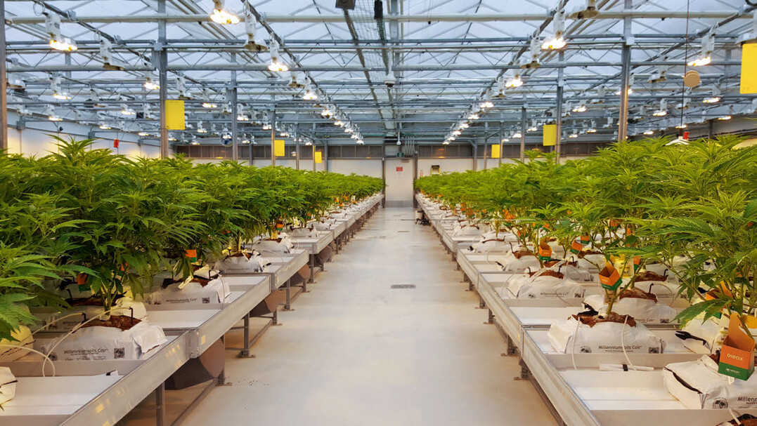 Der Anbau von Cannabis-Pflanzen erfolgt in hochtechnisierten Systemen auf Tischen mit Belichtung.