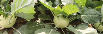 Kohlrabi